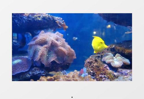 国产黄鱼视频在线下载,尽享鲜美瞬间，收藏美味记忆